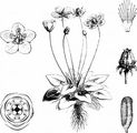 Sumpf-Herzblatt - Parnassia palustris L.