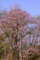 Foxglove-Tree - Paulownia tomentosa (Thunb.) Siebold & Zucc.