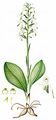 Berg-Waldhyazinthe - Platanthera chlorantha (Custer) Rchb.