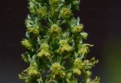 Wild Mignonette - Reseda lutea L.