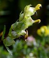Late-Flowering Yellow Rattle - Rhinanthus angustifolius C. C. Gmel. 