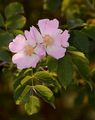 False Dog Rose - Rosa subcanina (Christ) Vuk.