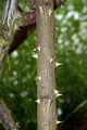 Harsh Downy-Rose - Rosa tomentosa Sm.