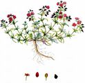 Sand Spurrey - Spergularia rubra (L.) J. Presl & C. Presl