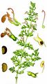 Trauben-Gamander - Teucrium botrys L.
