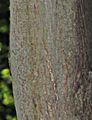 Large-Leaved Lime - Tilia platyphyllos Scop.