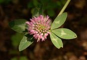 Red Clover - Trifolium pratense L.