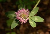 Rot-Klee - Trifolium pratense L.