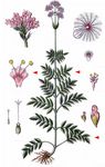 Schmalblättriger Arznei-Baldrian - Valeriana excelsa Poir. 