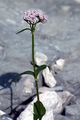 Mountain Valerian - Valeriana montana L.