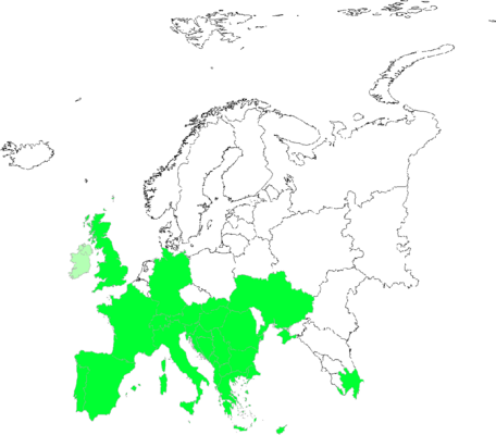 Cyperus longus