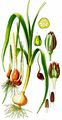 Leek - Allium ampeloprasum L.