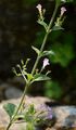 Wald-Bergminze - Clinopodium menthifolium (Host) Stace