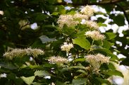 Dogwood - Cornus sanguinea L.