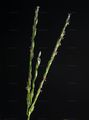 Smooth Finger-Grass - Digitaria ischaemum (Schreb.) Muhl.