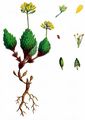 Immergrünes Hungerblümchen - Draba aizoides L.