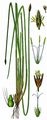Common Spike-Rush - Eleocharis palustris (L.) R. Br.