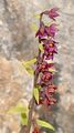 Dark-Red Helleborine - Epipactis atrorubens (Hoffm.) Besser