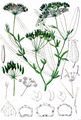Longleaf - Falcaria vulgaris Bernh.