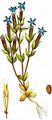 Schnee-Enzian - Gentiana nivalis L.