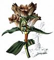 Purpur-Enzian - Gentiana purpurea L.