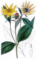 Thin-Leaved Sunflower - Helianthus decapetalus L.