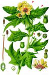 Schwarzes Bilsenkraut - Hyoscyamus niger L. 