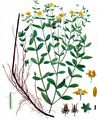 Square-Stalked St John's-Wort - Hypericum tetrapterum Fr.