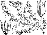 Coral-Necklace - Illecebrum verticillatum L.