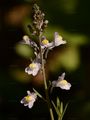 Gestreiftes Leinkraut - Linaria repens (L.) Mill.