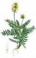 Hairy Milk Vetch - Oxytropis pilosa (L.) DC.
