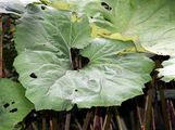 Butterbur - Petasites hybridus (L.) G. Gaertn. & al.