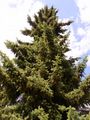 Serbian Spruce - Picea omorika (Pan?i?) Purk.
