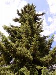 Serbische Fichte - Picea omorika (Pan?i?) Purk. 