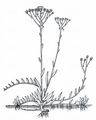Ungarisches Habichtskraut - Pilosella bauhini (Schult.) Arv.-Touv.