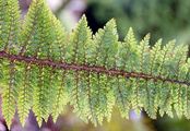 Brauns Schildfarn - Polystichum braunii (Spenn.) Fée
