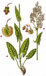 Großer Sauerampfer - Rumex acetosa L. 