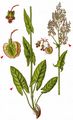 Common Sorrel - Rumex acetosa L.