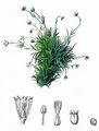 Alpen-Mastkraut - Sagina saginoides (L.) H. Karst.