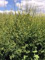 Hedge Mustard - Sisymbrium officinale (L.) Scop.