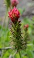Inkarnat-Klee - Trifolium incarnatum L.