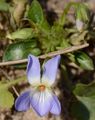 Russian Violet - Viola suavis M. Bieb.