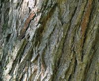 Robinia pseudoacacia (Gewöhnliche Robinie) - Borke