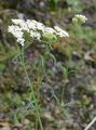 Hügel-Wiesenschafgarbe - Achillea collina (Wirtg.) Heimerl