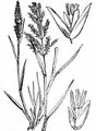 Weißes Straußgras - Agrostis stolonifera L.