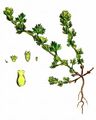 Parsley-Piert - Aphanes arvensis L.