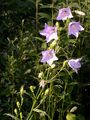 Peach-Leaved Bellflower - Campanula persicifolia L.