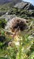 Alpen-Kratzdistel - Cirsium spinosissimum (L.) Scop.