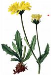Alpen-Pippau - Crepis alpestris (Jacq.) Tausch 