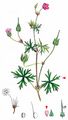 Long-Stalked Crane's-Bill - Geranium columbinum L.